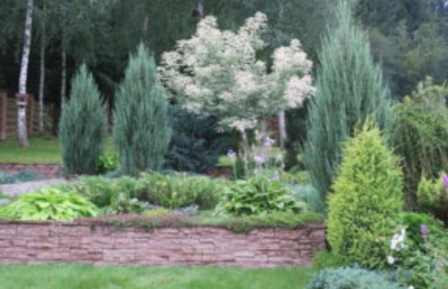 Цветна леха с дървета Отглеждане на клен Фламинго