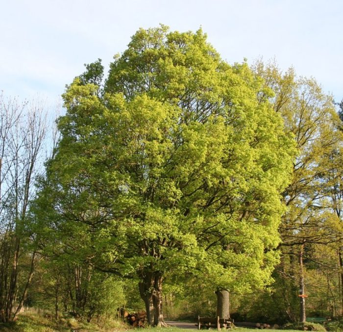 Полски клен Видове равнинен клен