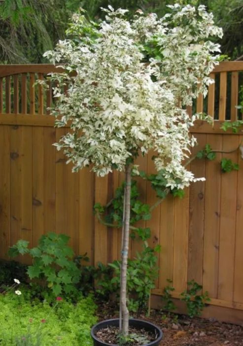 Карнавално разнообразие Карнавал на полския клен