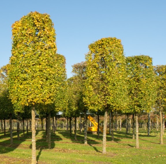 Полски клен Елсрик Сорт Елсрик