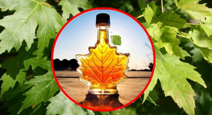 Кленов сироп Предимства на клена