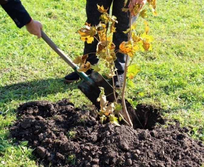 Засаждане на клен Засаждане на разсад