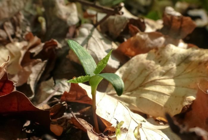 Отглеждане на клен от семена Размножаване на клен