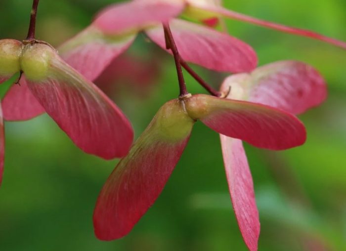 Ларви с кленови крила Семена от клен