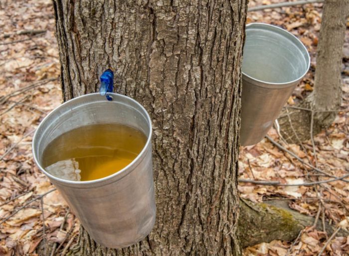 Производство на кленов сироп Производство на кленов сироп
