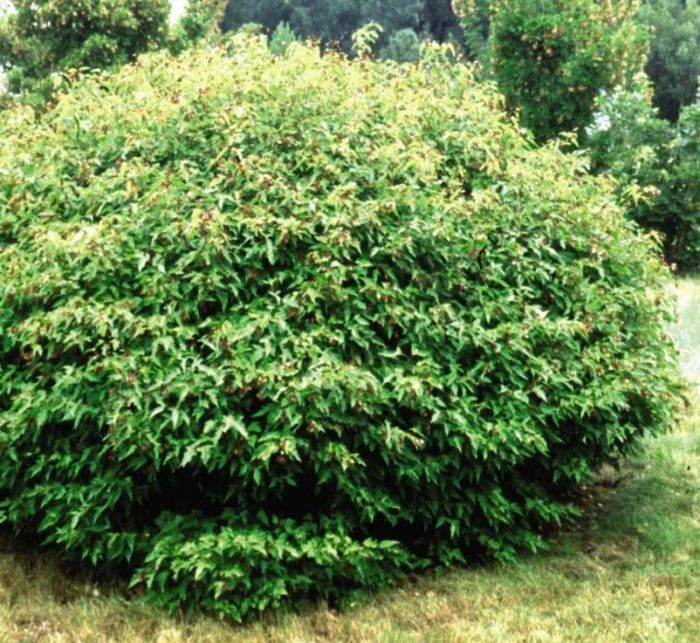 Буш клен Бейли Компакт Сорт Бейли Компакт