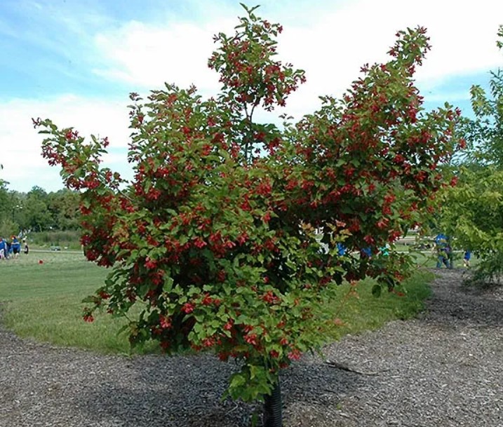 Зелен клен с червени крилца Разнообразие от горещи крилца