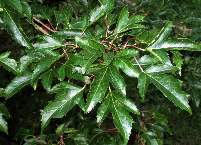 Подвид Джинал Татарски клен Гинала