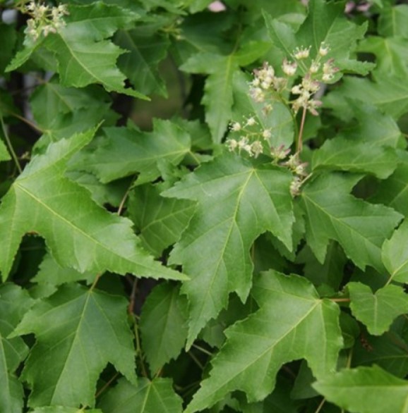 Клен сорт Джинал Дюранд Джудже. Разновидност на клен Гинала от сорта Дюранд Дварф