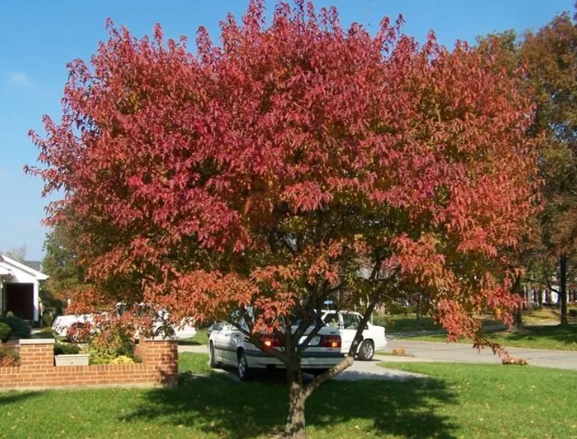 Пламенен клен Разнообразие от пламъци