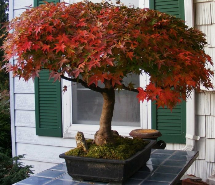 Бонсай от клен Гинала Кленов бонсай