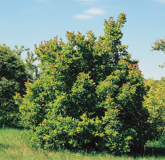 Татарски клен Вид татарски клен
