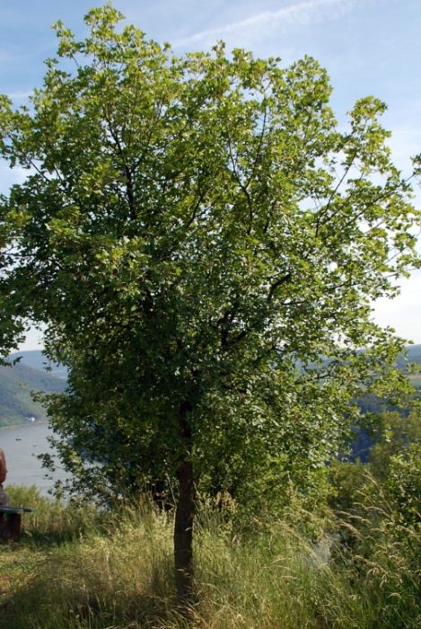 Трилопен клен Трилопен клен