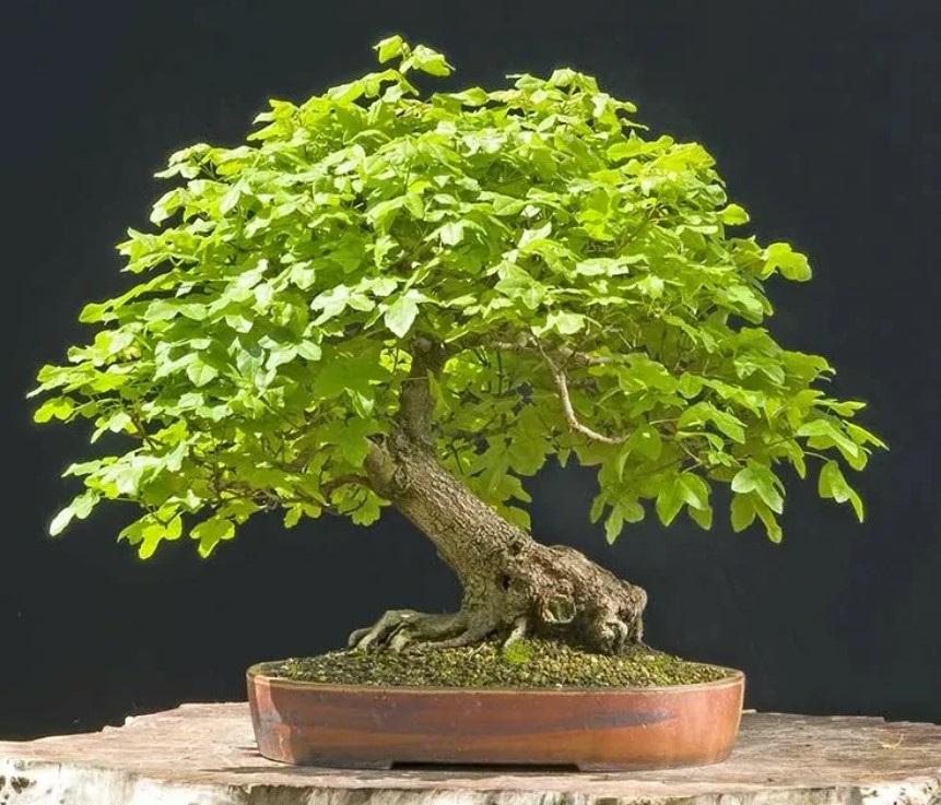 Кленов бонсай Бонсай тип трилобатен