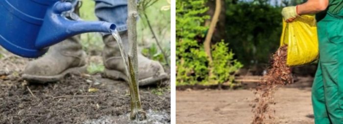 Грижа за кленово дърво Поливане на клен