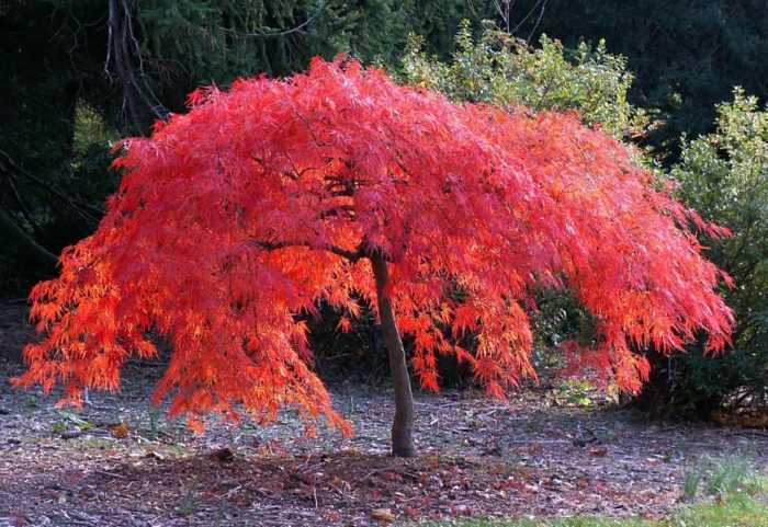 Декоративен японски клен Японски клен