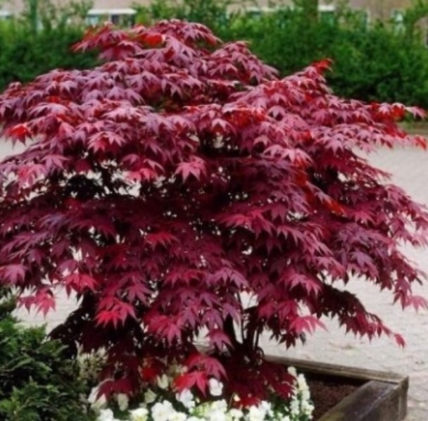 Сорт Атропурпуреум