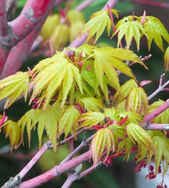 Бени Кава Фен Мейпъл Японски палмов клен, вид Бени Кава