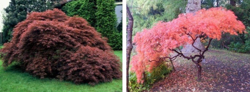 Японски сорт Dissectum Nigrum, Dissectum Ornatum. Две разновидности: Dissectum Nigrum и Dissectum Ornatum.