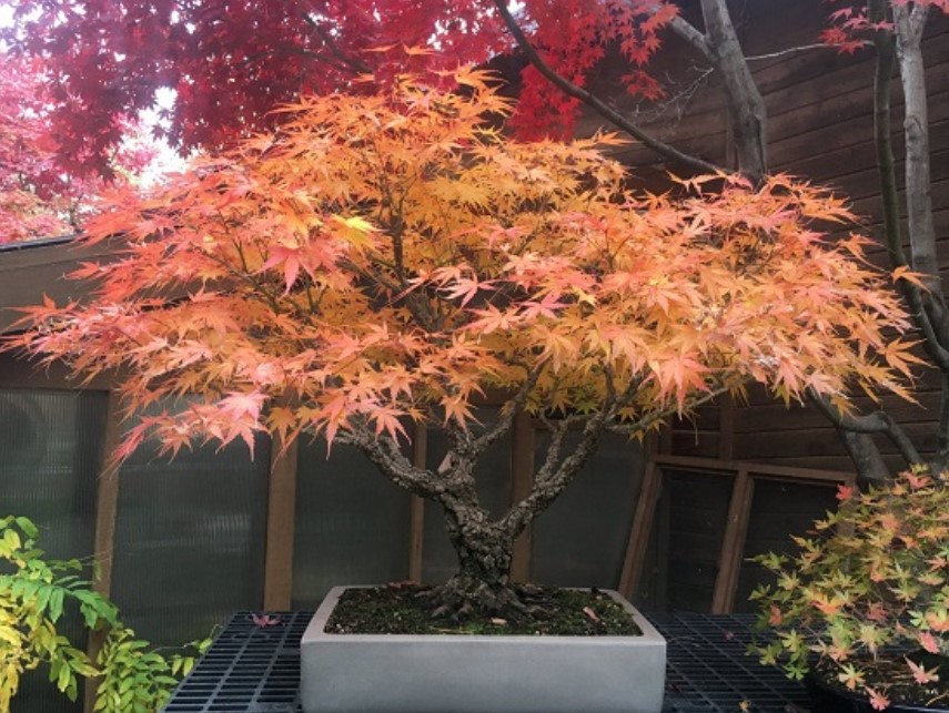 Джудже сорт Жълт сорт