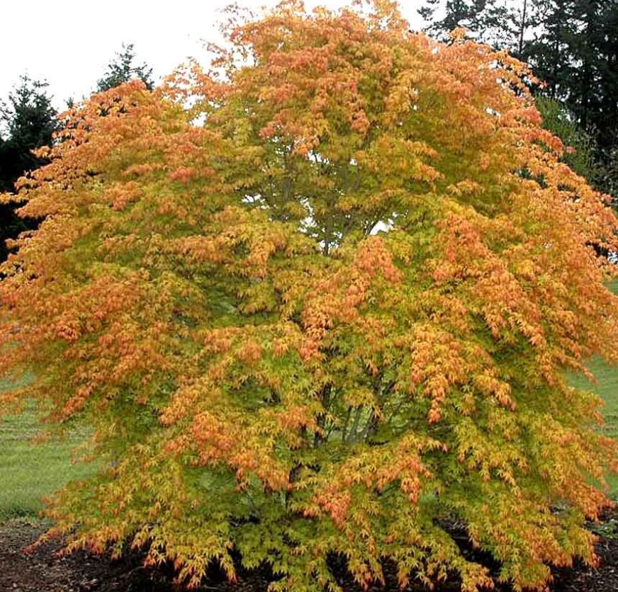 Кацура японика Фен изглед към Кацура