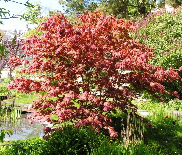 Вид клен, сорт Феникс. Фениксов ветрилообразен клен