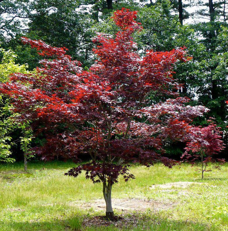 Сорт Блъдгуд Сорт Блъдгуд