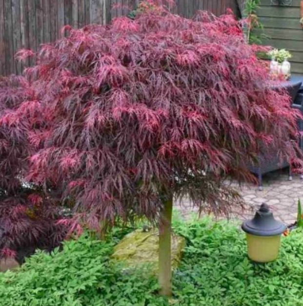 Разнообразие от гранат Гранатово джудже