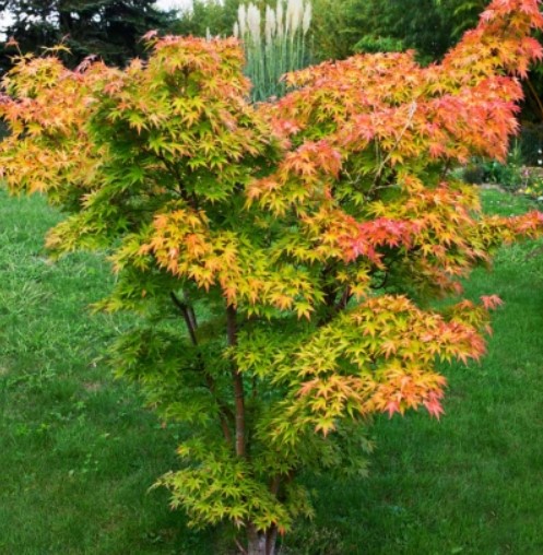 Нискорастящ сорт портокал Ветрилообразен сорт Orange Dreem