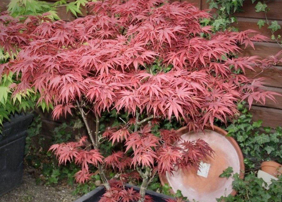 Пикси клен Разнообразие Пикси