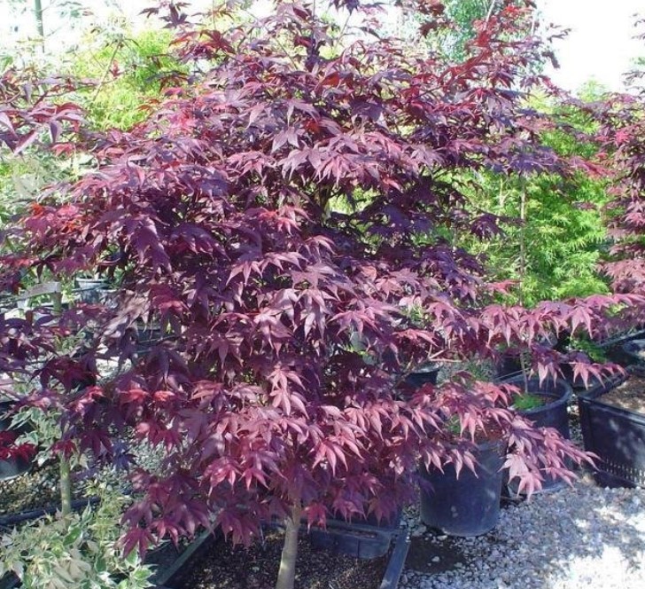 Разнообразие от ветрилообразен клен, наречено Червен Фен клен червен