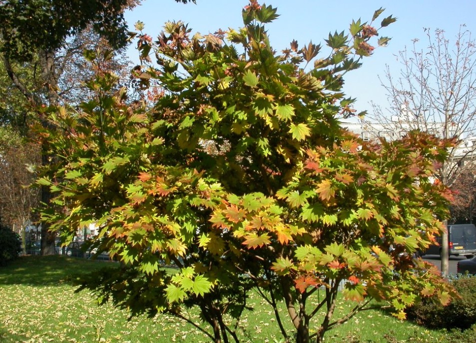 Кленов храст Ширасава Ширасава клен