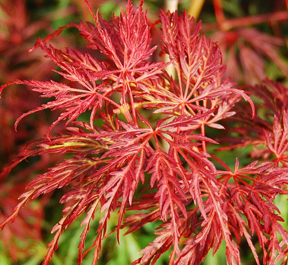 Видове с форма на длан Клен с форма на ветрилообразен