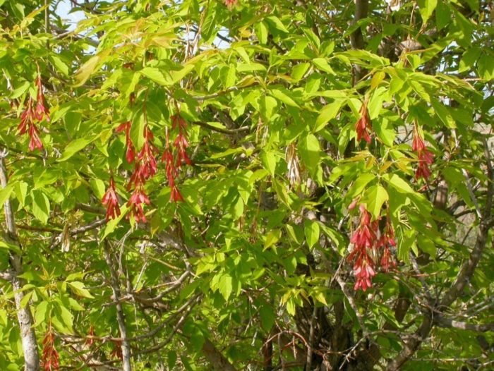 Ясенов клен Бъз