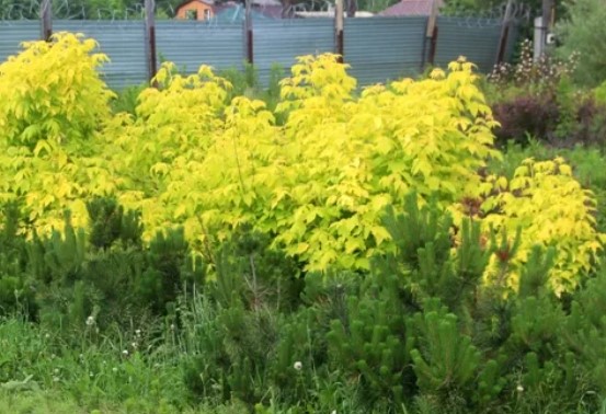 Разнообразие Ауреа Ясеноволистна разновидност Aurea