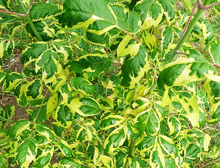 Листа на Веригата от сорта Aureovariegatum Сорт Aureovariegatum