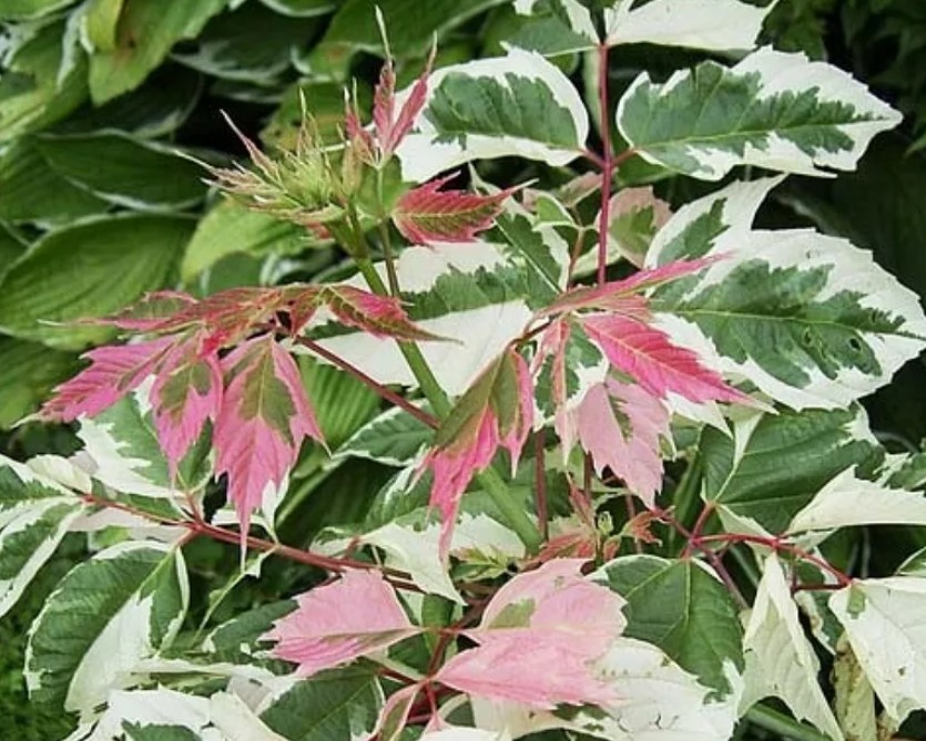 Разнообразие Фламинго Ясен сорт Фламинго