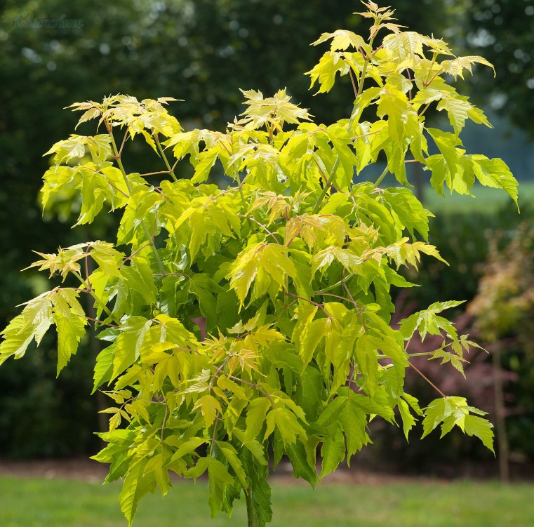 Сортът Келис Голд Златото на Кели с ясенови листа
