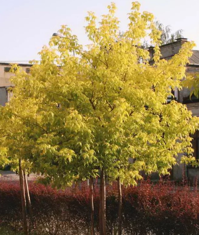 Разнообразие Одесанум Ясеноволистният сорт Одесанум