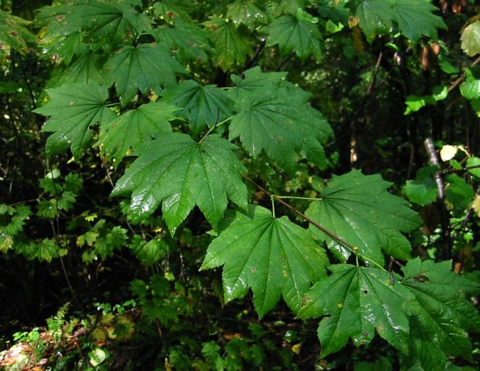 Къдрав клен Къдрав клен