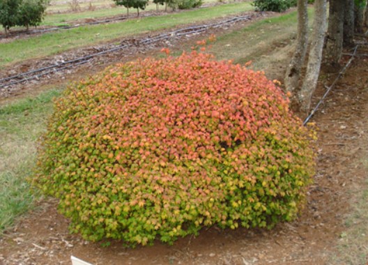 Джудже сорт Little Gem Къдрав вид сорт Little Gem