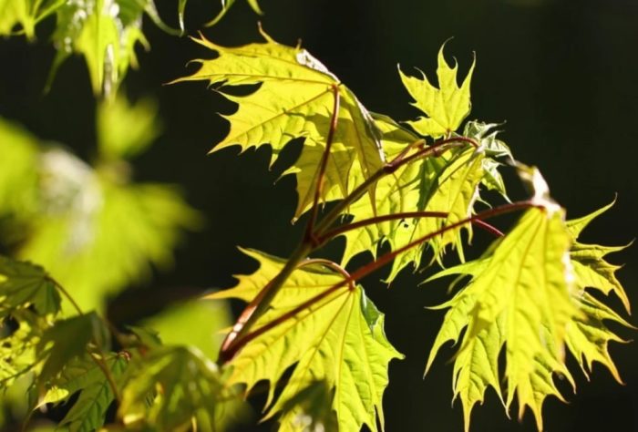 Сорт Монро Къдрав клен Монро