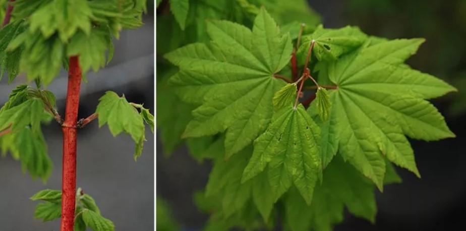 Вид къдрав сорт Pacific Fire Тихоокеански огнен къдрав клен