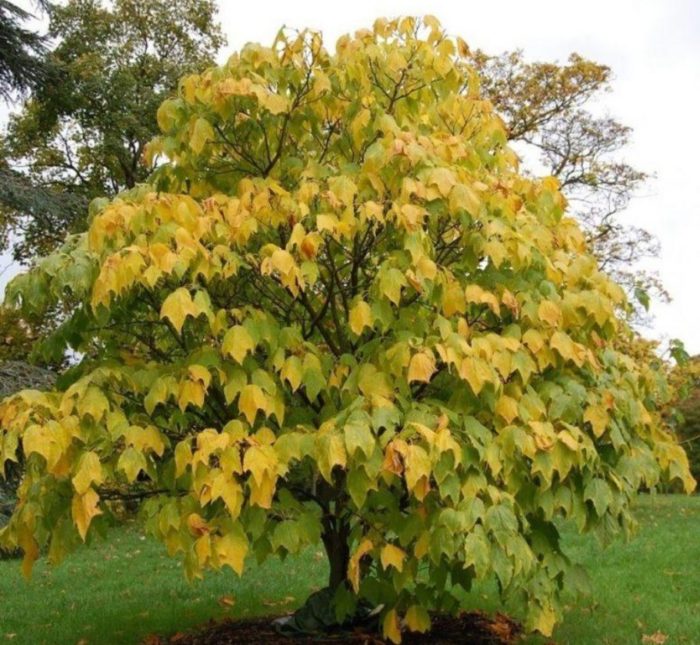 Клен със зелена кора Видове кленове със зелена кора