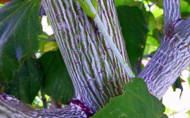 Раиран ствол на зелен клен Клен сорт „Зелена кора“ Джо Уит