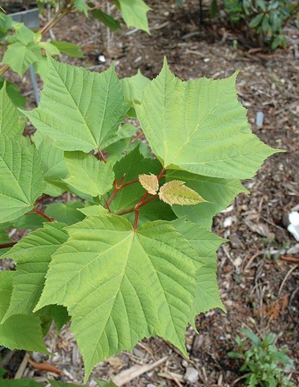 Зелени листа Листа от сорта Бяла тигрица