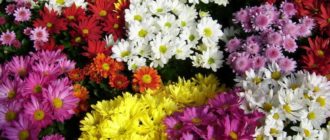 Сорт хризантема