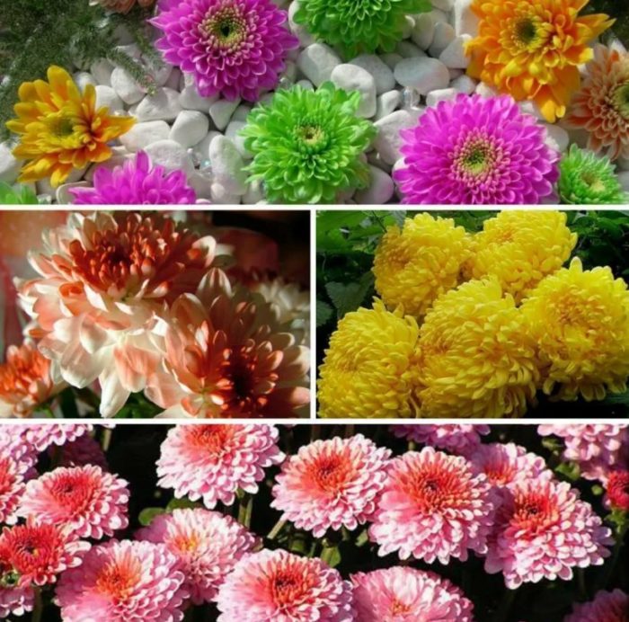 Различни хризантеми