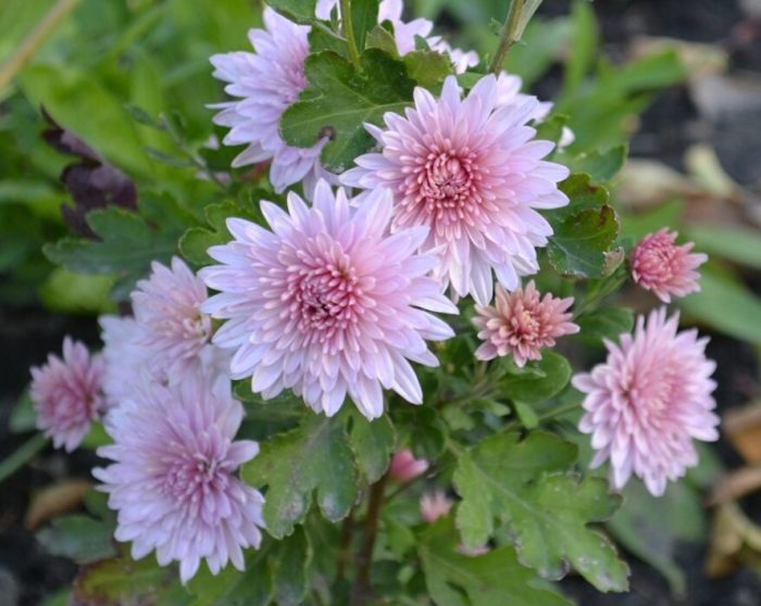 Хризантеми в градината