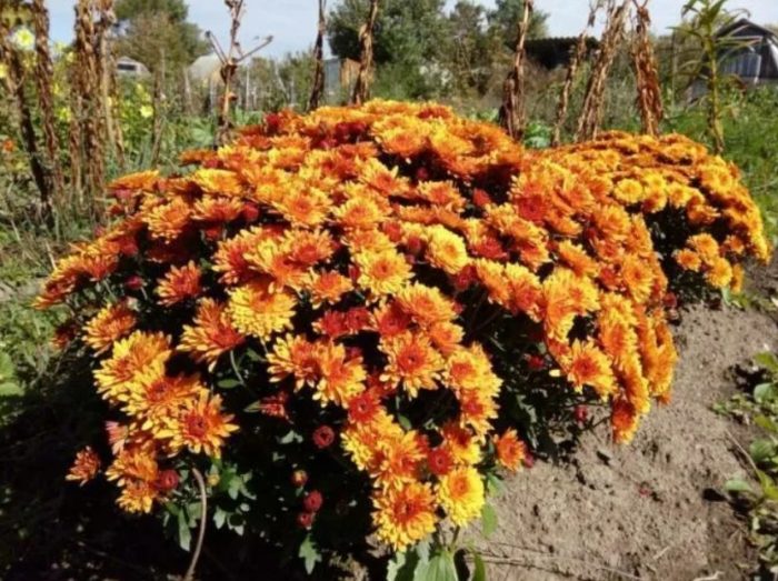 Хризантемите са със среден ръст